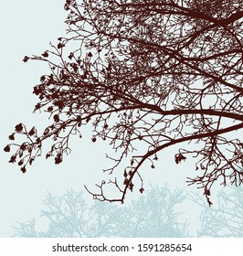 Vector image of rowan branches silhouettes in autumn forest