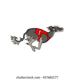 Vector image of running dog saluki breed, in dog racing or coursing dress number one