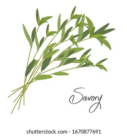 Vektorillustration-Bild von Sofie, Kochen, Kräuter, Gewürzen