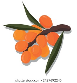 Vektorbild von Sanddornbeeren. Saftige Orangenbeeren.