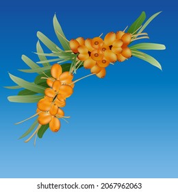 Vector image of a sea buckthorn branch with green leaves