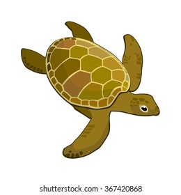 vector image of sea green turtle on a white background