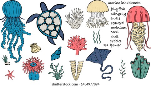 vector image of sea and ocean inhabitants. vector jellyfish, stingray, starfish, sea anemone, coral, pebble, algae, turtle, sea sponge, shell. vector drawing by hand. Bright colours