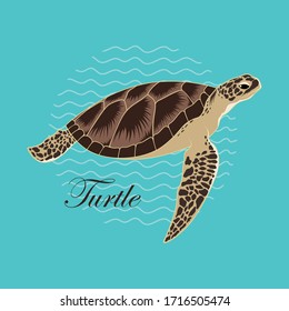 Vector image of a sea turtle. The turtle is swimming underwater.