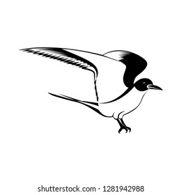Vector image of a seagull bird with wings of black and white on an isolated white background
