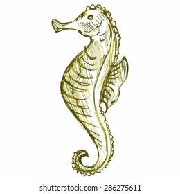 Vector image of a seahorse. Marine creatures