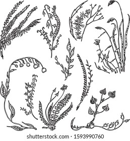 Vector image of set decorative floral drawn elements