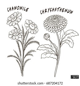 Vector image. A set of flowers, sketches, imitation of a pencil. Chrysanthemum and chamomile