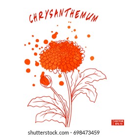 Vector image. A set of flowers, sketches, imitation of a pencil. Chrysanthemum and chamomile