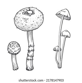 vector image of a set of inedible mushrooms, wild poisonous ornamental mushrooms black white line art; halloween, sticker, decor