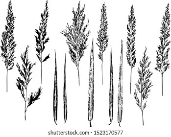 Vector image - set of ink prints of natural reed on white background