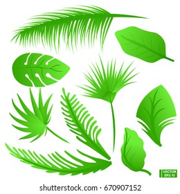 Vector image. A set of leaves of tropical trees. Large exotic leaves. Greens of rain forests