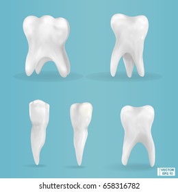 Vector image. A set of photorealistic teeth. One, two, three and four roots. Healthy beautiful teeth.