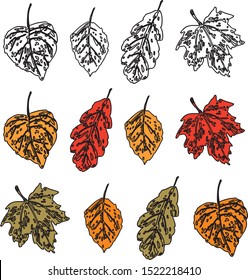 Vector image of set of stylized autumn leaves of various trees