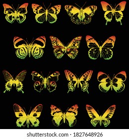 Vector image of set various colorful butterflies