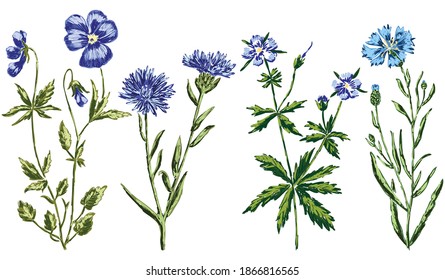 Imagen vectorial del set varias flores silvestres azules dibujadas