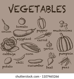 Vector image of a set of vegetables painted on a light background with inscriptions under each vegetable.