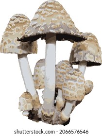 Vector Image of a Shaggy Mane Mushroom Cluster