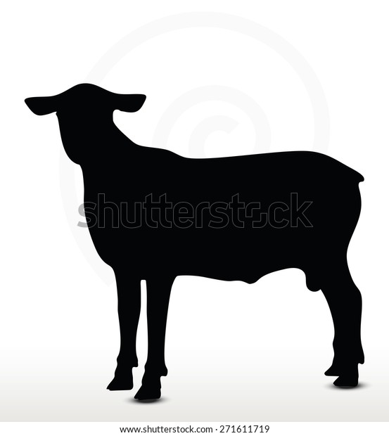 silhouette running sheep