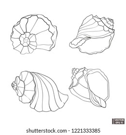 Vector image of shell in different angles. Set of seashell art hand drawing contours.Set of contour seashells.