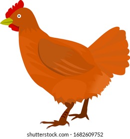 Vector image shows a brown chicken .