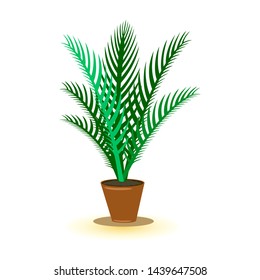 Vector image shows green palm room plant in brown pot with dark shadow cartoon isolated illustration