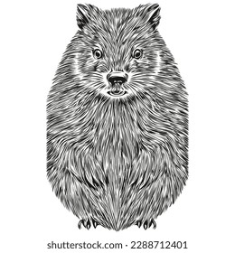 Vector image of silhouette of a beaver on a white background, beavers
