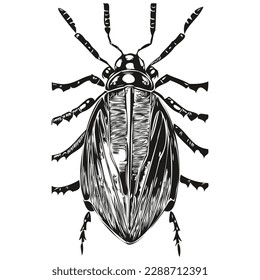 Vector image of silhouette of a beetle on a white background, beetles
