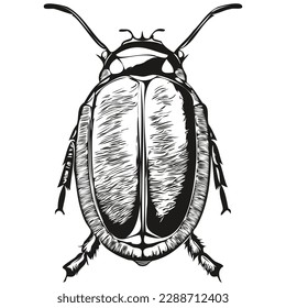 Vector image of silhouette of a beetle on a white background, beetles

