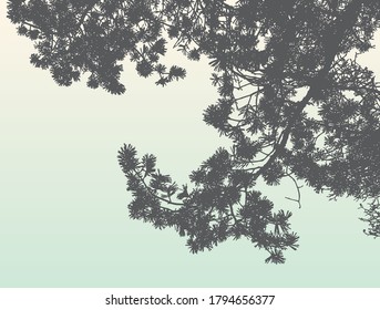 Vector image of silhouette branches of pine tree in spruce forest