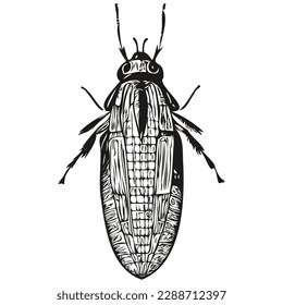 Vector image of silhouette of a bug on a white background, bugs
