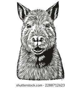 Vector image of silhouette of a Capybara on a white background, capybaras
