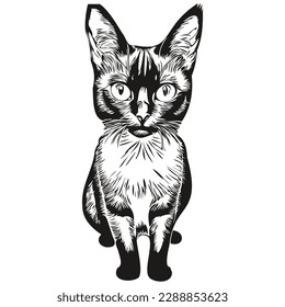 Imagen vectorial de la silueta de un gato sobre un fondo blanco, gatito
