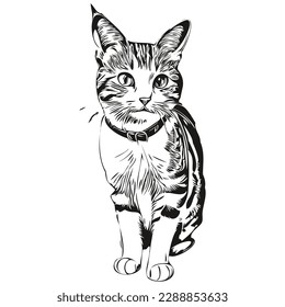 Vector image of silhouette of a Cat on a white background, kitten
