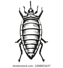 Imagen vectorial de la silueta de una cucaracha sobre un fondo blanco, cucarachas
