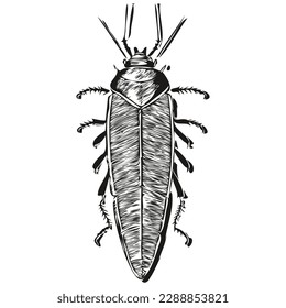 Vector image of silhouette of a cockroach on a white background, cockroaches
