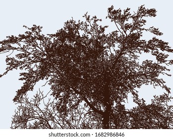Vector image of silhouette deciduous tree in autumn garden