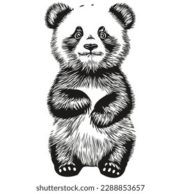 Imagen vectorial de la silueta de un Panda sobre un fondo blanco, Pandas
