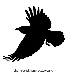 Vector image of silhouette of a raven flying on a white background