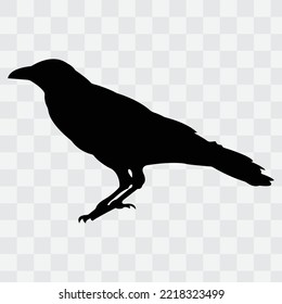 Vector image of a silhouette of a raven on a white background