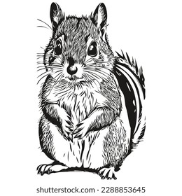 Imagen vectorial de la silueta de una ardilla sobre un fondo blanco, ardilla de bebé.
