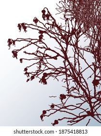 Vector image of silhouettes branches wild rose on snowy lawn on winter frosty day