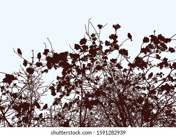 Vector image of silhouettes of rowan branches in autumn season