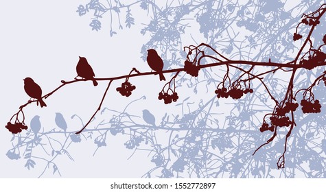Vector image of silhouettes of sparrows on rowan branches in autumn park