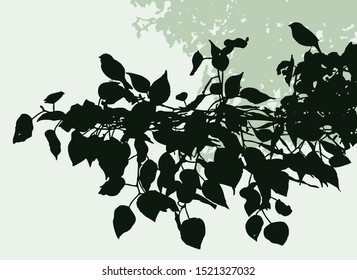 Vector image of silhouettes of sparrows sitting on linden branch on summer day