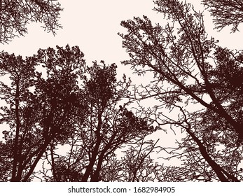Vector image of silhouettes trees in forest in late autumn