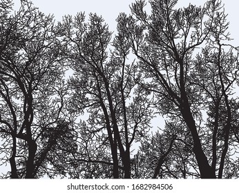 Vector image of silhouettes trees in winter forest