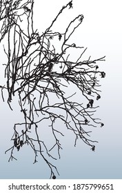 Vector image of silhouettes wild roses branches against snowy lawn