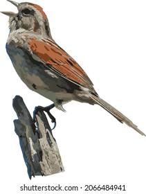 Vector Image of a Singing Sparrow Bird Isolated on a Short Branch