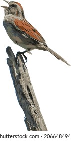 Vector Image of a Singing Sparrow Bird Isolated on a Long Branch